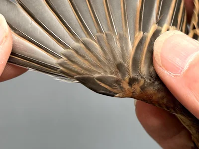 Rietgors — Emberiza schoeniclus, na 1e kalenderjaar, 30 sep 2026, Korte Waarden, Veluwemeer, Elburg