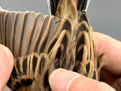 Rietgors — Emberiza schoeniclus, na 1e kalenderjaar, 30 sep 2026, Korte Waarden, Veluwemeer, Elburg