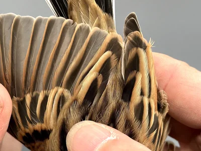 Rietgors — Emberiza schoeniclus, na 1e kalenderjaar, 30 sep 2026, Korte Waarden, Veluwemeer, Elburg
