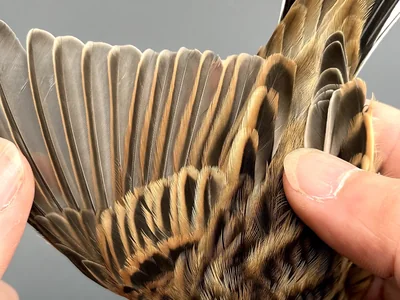 Rietgors — Emberiza schoeniclus, na 1e kalenderjaar, 30 sep 2026, Korte Waarden, Veluwemeer, Elburg