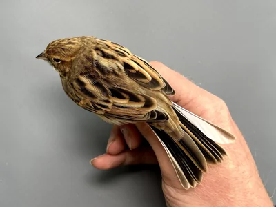Rietgors — Emberiza schoeniclus, na 1e kalenderjaar, 30 sep 2026, Korte Waarden, Veluwemeer, Elburg