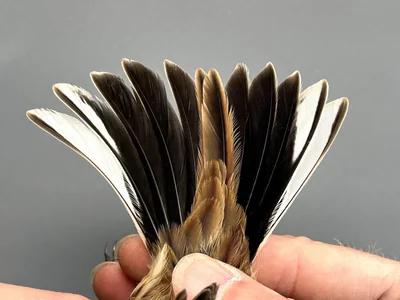 Rietgors — Emberiza schoeniclus, Man, 1e kalenderjaar, 30 sep 2026, Korte Waarden, Veluwemeer, Elburg