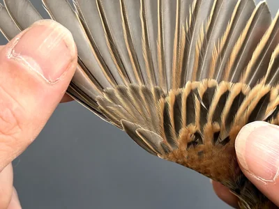 Rietgors - Emberiza schoeniclus