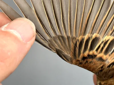 Rietgors - Emberiza schoeniclus