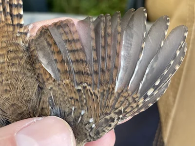 Winterkoning — Troglodytes troglodytes, 1e kalenderjaar, 3 okt 2026, VRS Eemshaven basis opstelling