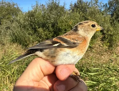 Keep — Fringilla montifringilla, Vrouw, 1e kalenderjaar, 2 okt 2026, VRS Eemshaven basis opstelling