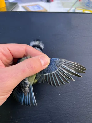 Pimpelmees — Cyanistes caeruleus, Man, na 1e kalenderjaar, 6 sep 2026, 652 Valkenkamp, Maarssen, Utrecht, Nederland