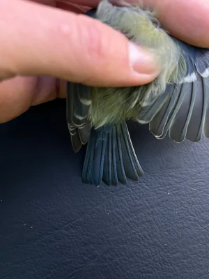 Pimpelmees — Cyanistes caeruleus, Man, na 1e kalenderjaar, 6 sep 2026, 652 Valkenkamp, Maarssen, Utrecht, Nederland