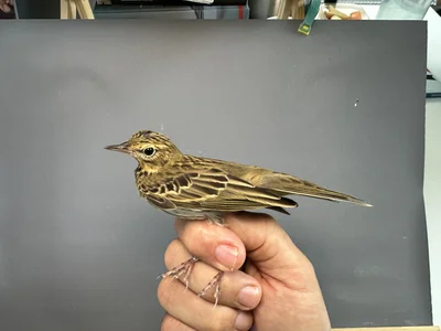 Boompieper — Anthus trivialis, 1e kalenderjaar, 27 aug 2026, Het Groene Glop