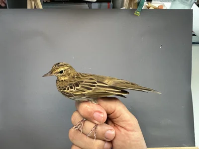 Boompieper — Anthus trivialis, 1e kalenderjaar, 27 aug 2026, Het Groene Glop
