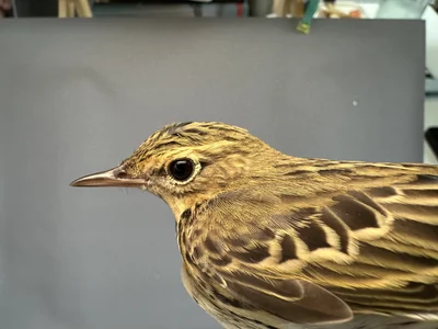 Boompieper — Anthus trivialis, 1e kalenderjaar, 27 aug 2026, Het Groene Glop