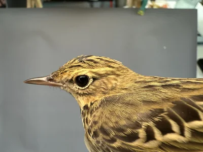 Boompieper — Anthus trivialis, 1e kalenderjaar, 27 aug 2026, Het Groene Glop