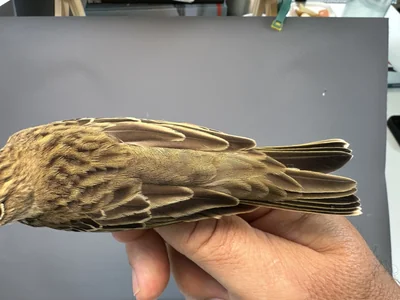 Boompieper — Anthus trivialis, 1e kalenderjaar, 27 aug 2026, Het Groene Glop