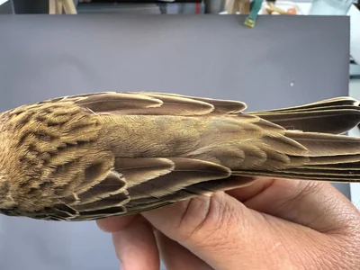 Boompieper — Anthus trivialis, 1e kalenderjaar, 27 aug 2026, Het Groene Glop