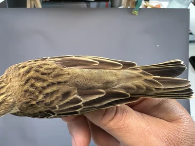 Boompieper — Anthus trivialis, 1e kalenderjaar, 27 aug 2026, Het Groene Glop