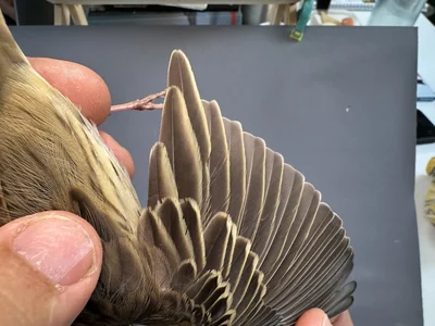 Boompieper — Anthus trivialis, 1e kalenderjaar, 27 aug 2026, Het Groene Glop