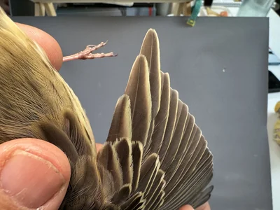Boompieper — Anthus trivialis, 1e kalenderjaar, 27 aug 2026, Het Groene Glop