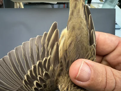 Boompieper — Anthus trivialis, 1e kalenderjaar, 27 aug 2026, Het Groene Glop