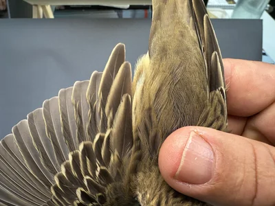 Boompieper — Anthus trivialis, 1e kalenderjaar, 27 aug 2026, Het Groene Glop