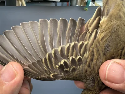 Boompieper — Anthus trivialis, 1e kalenderjaar, 27 aug 2026, Het Groene Glop