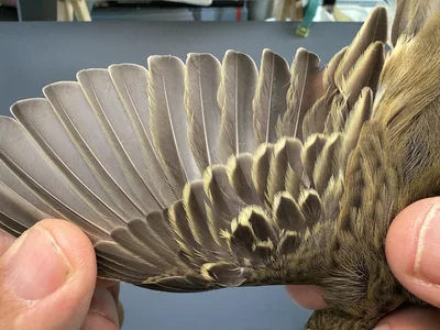 Boompieper — Anthus trivialis, 1e kalenderjaar, 27 aug 2026, Het Groene Glop
