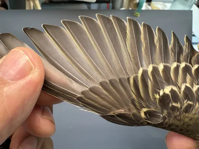 Boompieper — Anthus trivialis, 1e kalenderjaar, 27 aug 2026, Het Groene Glop