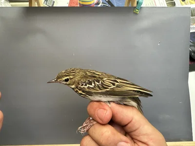 Boompieper — Anthus trivialis, 1e kalenderjaar, 27 aug 2026, Het Groene Glop
