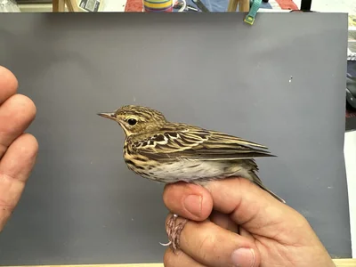 Boompieper — Anthus trivialis, 1e kalenderjaar, 27 aug 2026, Het Groene Glop
