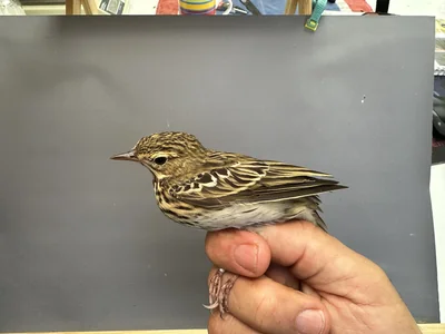 Boompieper — Anthus trivialis, 1e kalenderjaar, 27 aug 2026, Het Groene Glop