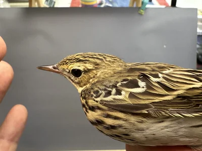Boompieper — Anthus trivialis, 1e kalenderjaar, 27 aug 2026, Het Groene Glop