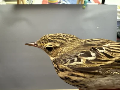 Boompieper — Anthus trivialis, 1e kalenderjaar, 27 aug 2026, Het Groene Glop
