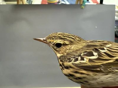 Boompieper — Anthus trivialis, 1e kalenderjaar, 27 aug 2026, Het Groene Glop
