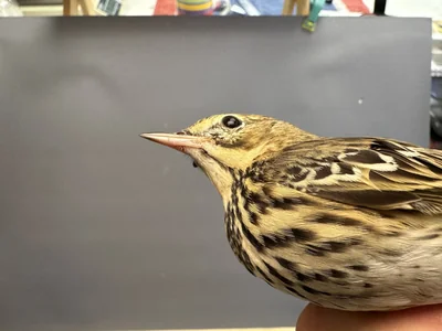 Boompieper — Anthus trivialis, 1e kalenderjaar, 27 aug 2026, Het Groene Glop