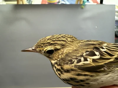 Boompieper — Anthus trivialis, 1e kalenderjaar, 27 aug 2026, Het Groene Glop