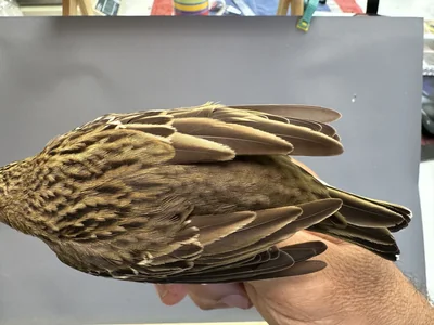 Boompieper — Anthus trivialis, 1e kalenderjaar, 27 aug 2026, Het Groene Glop