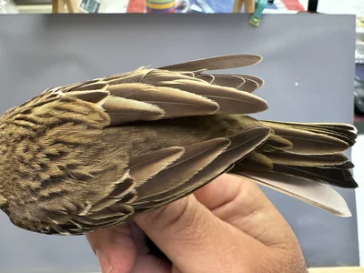 Boompieper — Anthus trivialis, 1e kalenderjaar, 27 aug 2026, Het Groene Glop