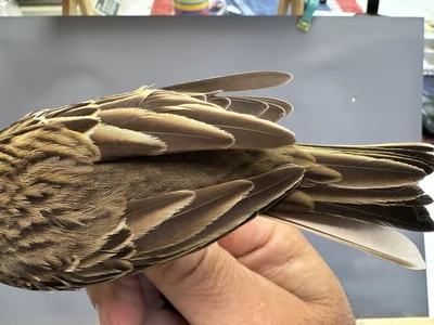 Boompieper — Anthus trivialis, 1e kalenderjaar, 27 aug 2026, Het Groene Glop