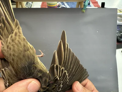 Boompieper — Anthus trivialis, 1e kalenderjaar, 27 aug 2026, Het Groene Glop