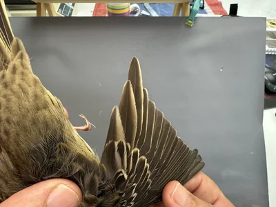 Boompieper — Anthus trivialis, 1e kalenderjaar, 27 aug 2026, Het Groene Glop