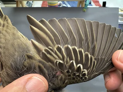 Boompieper — Anthus trivialis, 1e kalenderjaar, 27 aug 2026, Het Groene Glop