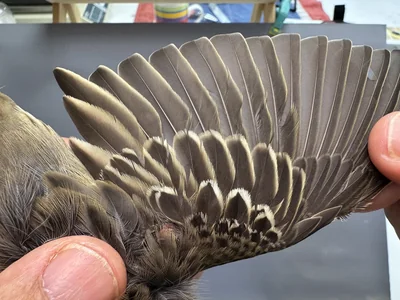 Boompieper — Anthus trivialis, 1e kalenderjaar, 27 aug 2026, Het Groene Glop