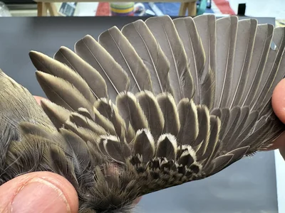 Boompieper — Anthus trivialis, 1e kalenderjaar, 27 aug 2026, Het Groene Glop