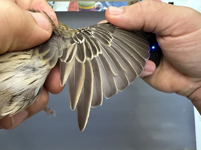 Boompieper — Anthus trivialis, 1e kalenderjaar, 27 aug 2026, Het Groene Glop