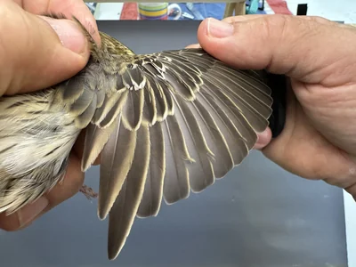 Boompieper — Anthus trivialis, 1e kalenderjaar, 27 aug 2026, Het Groene Glop