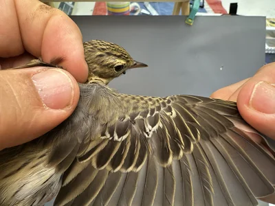 Boompieper — Anthus trivialis, 1e kalenderjaar, 27 aug 2026, Het Groene Glop