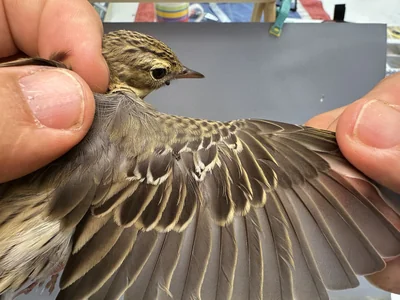 Boompieper — Anthus trivialis, 1e kalenderjaar, 27 aug 2026, Het Groene Glop