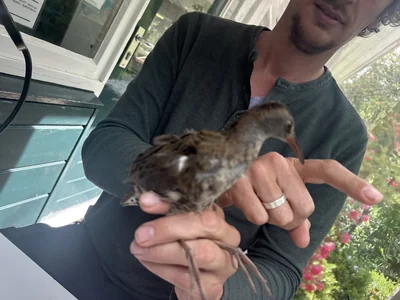 Waterral — Rallus aquaticus, 1e kalenderjaar, 27 aug 2026, Het Groene Glop