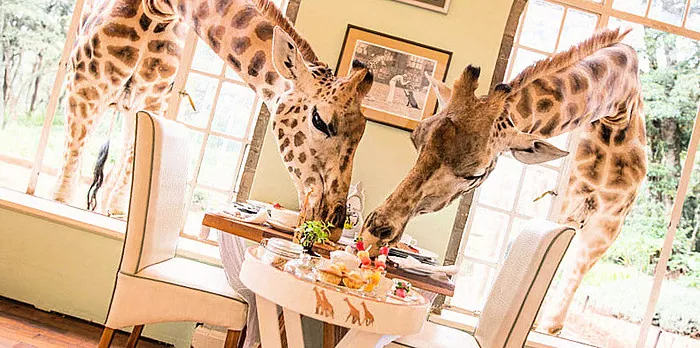 Quero ir lá: um hotel onde você pode tomar café da manhã com uma girafa