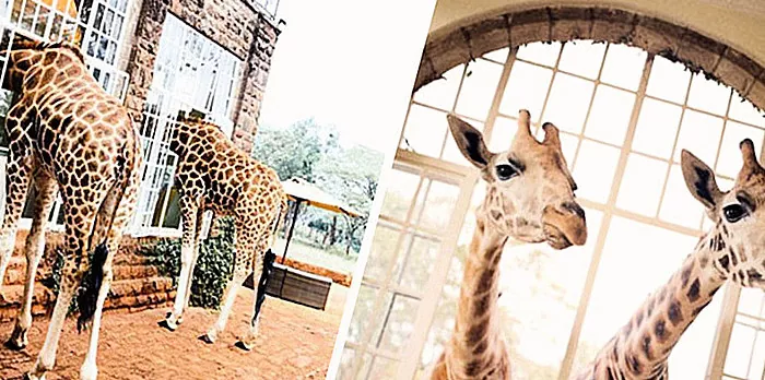 Quero ir lá: um hotel onde você pode tomar café da manhã com uma girafa