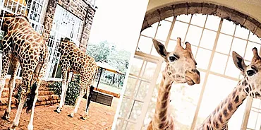Want to go there: a hotel where you can have breakfast with a giraffe